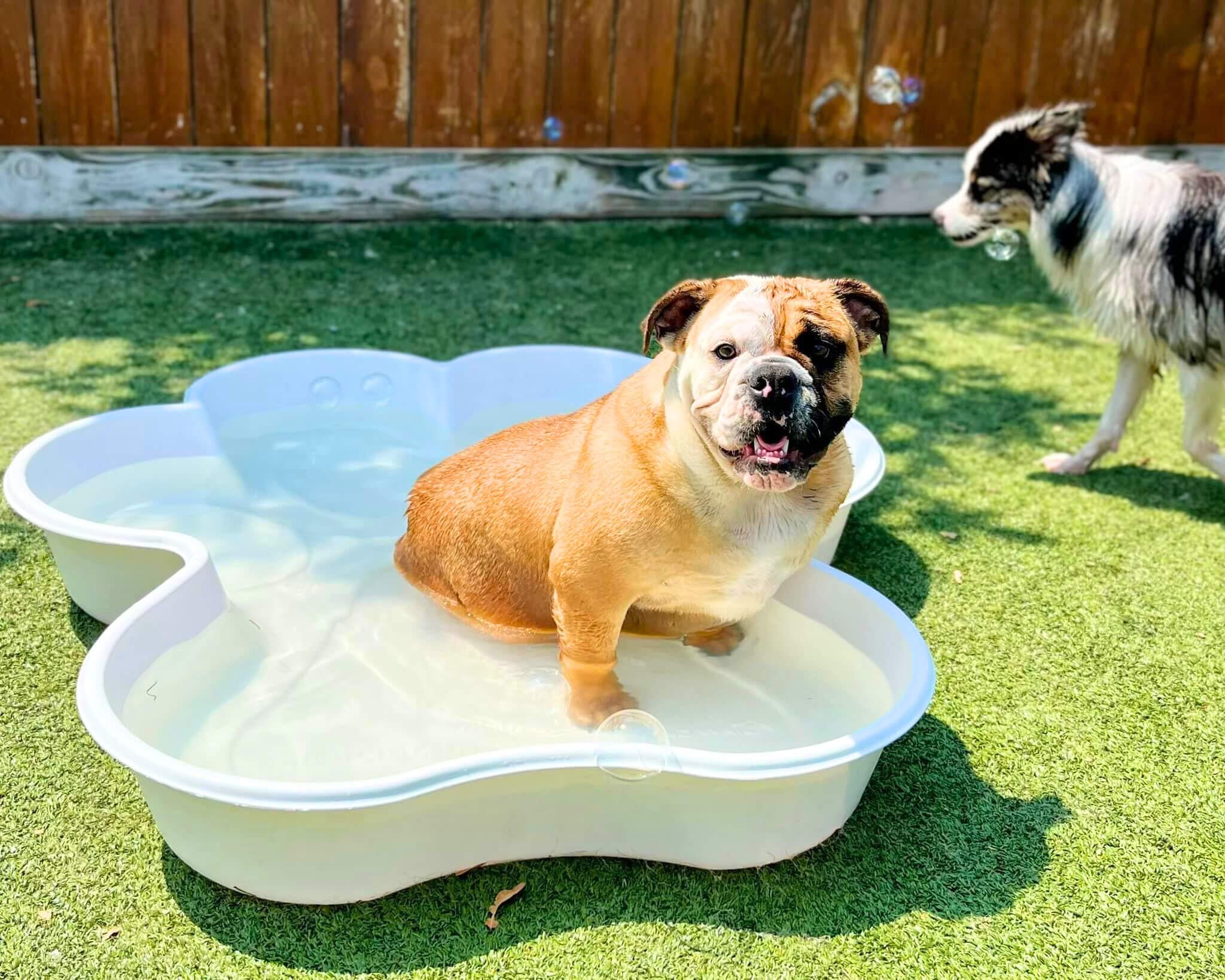 Pet Boarding Defiance OH