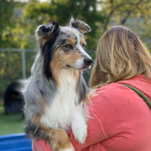 Dog Training Fort Wayne IN