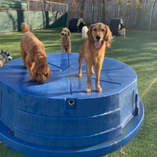 Dog Daycare Fort Wayne IN