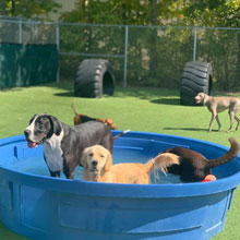 Fort Wayne IN Dog Boarding Facility