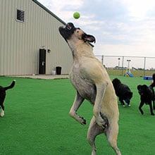 Doggie Training Napoleon OH