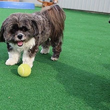 Napoleon OH Doggie Daycare