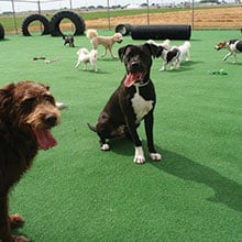 Napoleon OH Cat Boarding Facility