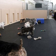 Dog Daycare Napoleon OH